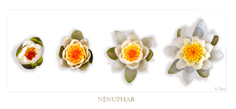 Nenuphars